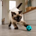 Sponge Soccer Ball Cat Toys for Cats and Kittens - Interactive and Colorful Plush Toy