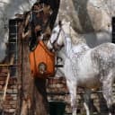 Horse Bucket Strap Hangers — Horse Suppliers Adjustable Nylon Straps up to 700 lbs for Hay Nets