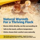 Ecoglow Safety 600 Chick or Duckling Brooder