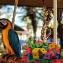 Bird Toys: 100 Pcs Wooden Blocks