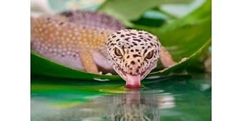 Terrarium Cleaner — Reptile Cleaner for Glass — Focused on a healthy habitat