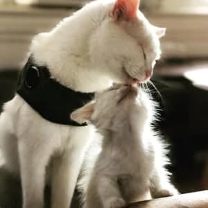 Classic Cat Anxiety Jacket — Heather Gray — Calming Wrap for Cats