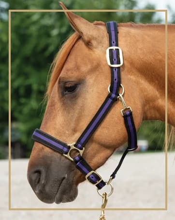 Wool Blend Felt Western Saddle Pad for Horses — collection imagery
