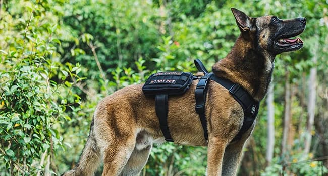 Service Dog Vest Harness, Service Dog Cape Guardian Dog Backpack Harness with Pouches Dog Saddle Bag for Small — Note