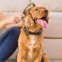 Stainless Steel Pin Dog Brush