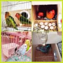 Parakeet Nesting Box — Wood Bird Nest House for Cage
