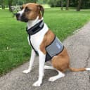 Dog Cooling Vest and Cooling Collar - Ice Vest for Dogs Medium (22" to 27" Girth)