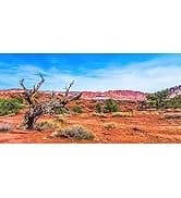 36x18 in Desert Reptile Habitat Backdrop — Oasis Cactus Terrarium Background — collection imagery