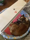 Safe Heater for Chicks — Coops