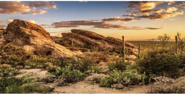 36x18 in Desert Reptile Habitat Backdrop — Oasis Cactus Terrarium Background