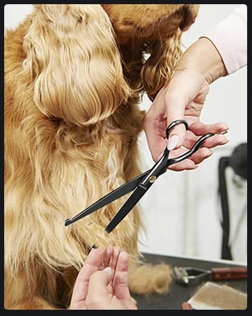 Dog Grooming Scissors Kit — 7 Inch Safety Pet Cat Shears Set — collection imagery