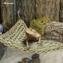 Bearded Dragon Seagrass Hammock