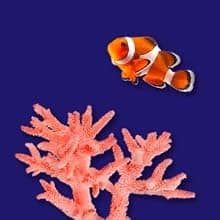 Biocube Protein Skimmer — Aquarium Skimmer — For Every Aquatic Environment