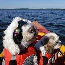 Dog Sunglasses Dog Goggles for Medium and Large Breed Dogs Eye Protection — Dog Goggles Large Breed