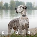 XL Smart Dog GPS Tracker | Live Pet Tracker with Virtual Fence | Vital Signs Monitoring of Heart and