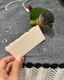 Bird Chew Toys Large Untreated Balsa Wood 10 Pack