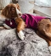 Dog Surgery Recovery Suit — Male Female After Spay Neuter Onesie — collection imagery