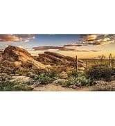 36x18 in Desert Reptile Habitat Backdrop — Oasis Cactus Terrarium Background — collection imagery