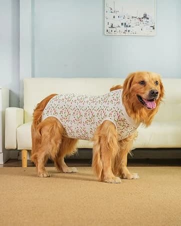 Dog Backpack for Small Dogs to Wear — collection imagery