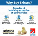 Ecoglow Safety 600 Chick or Duckling Brooder