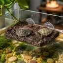 Turtle Basking Platform — Fish Tank Aquarium Tortoise Climbing Platform with 3 Suction Cups