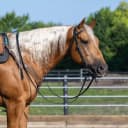 unisex adult Straight Browband Headstall — Black