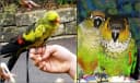 Pet Bird Harness and Leash — Petite