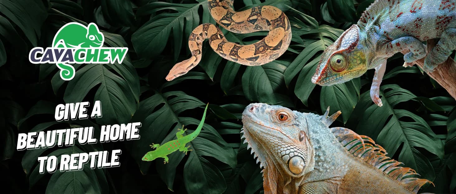 3 in 1 Reptile Hide Cave with Detachable Base and Humidity Dish — collection imagery