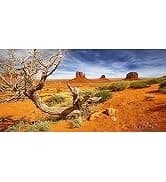 36x18 in Desert Reptile Habitat Backdrop — Oasis Cactus Terrarium Background — collection imagery