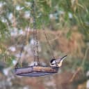 Hanging Bird Feeder Tray Platform Metal Mesh Seed Tray for Bird Feeding Outdoor Garden Decoration for Backyard