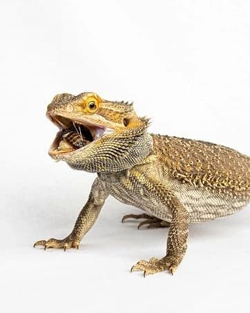 Deep Thermal Heat Lamp for Reptiles with Carbon Infrared Technology — collection imagery