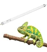 Reptile Chameleon Cantina Drinking Fountain Water dripper Supplied with Feeding Tongs and Frosted Tweezer for — collection imagery