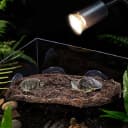Turtle Basking Platform — Fish Tank Aquarium Tortoise Climbing Platform with 3 Suction Cups