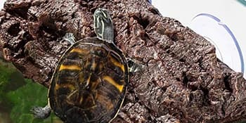 Turtle Basking Platform — Fish Tank Aquarium Tortoise Climbing Platform with 3 Suction Cups — Premium Resin Material
