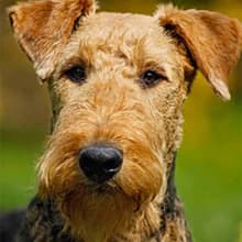 Boar Dog Brush — Groom Like a Professional — Coarse Coat