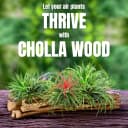 3 Pack Shrimp Cholla Wood — Aquarium Driftwood Decor for Fish Tank Setup