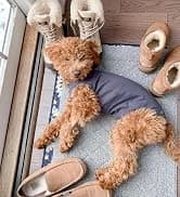 Dog Surgery Recovery Suit — Male Female After Spay Neuter Onesie — collection imagery