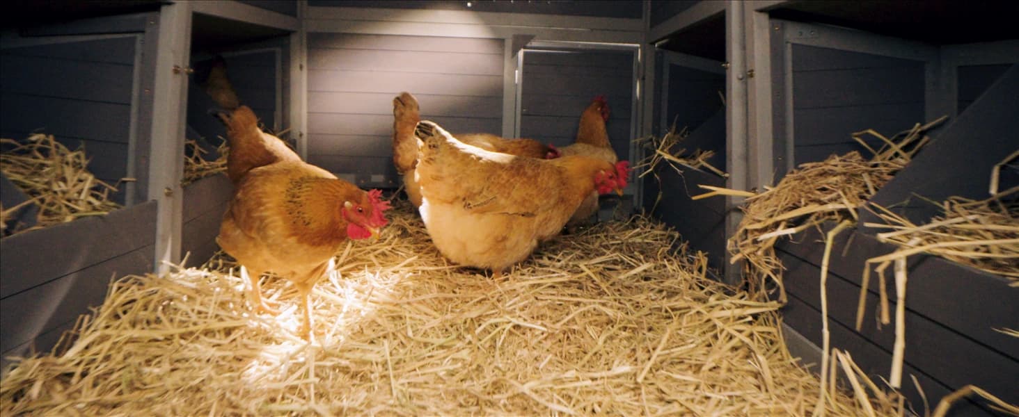 Large Chicken Coop on Wheels Mobile Wooden Hen House Weatherproof Duck Poultry Cage 67.3" L for 6-8 Chickens — collection imagery