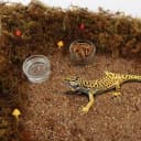 4 Pcs Glass Reptile Feeding Bowl Food Water Dish Feeder Cup for Lizard Spider Corn Snake Centipede Scorpion
