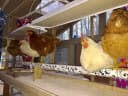 Safe Heater for Chicks — Coops