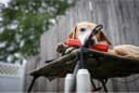 Final Stand Dog Adjustable Training Platform and Storage Panel | Hunting Stand | Elevated Pet System for Place — Style Name: FINAL STAND