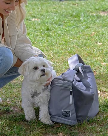 Outdoor Dog Bed — Cooling Elevated Pet Bed Portable Raised Dog Bed with Breathable Mesh — collection imagery