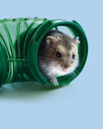 Wood Pellets Pet Bird and Small Animal Litter — collection imagery