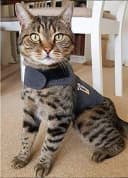 Classic Cat Anxiety Jacket — Heather Gray