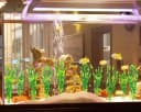 Artificial Seaweed Water Plants for Aquarium