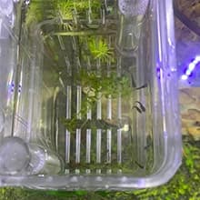 Aquarium Fish Breeder Box Plastic Fish Isolation Breeding Box Hatching Incubator Box for Baby Fishes Shrimp — Scope of application
