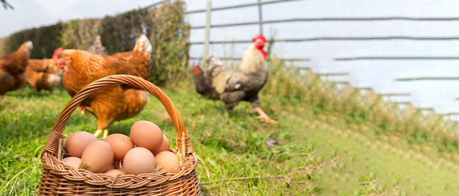 Large Wooden Chicken Coop with Run and Wheels — collection imagery