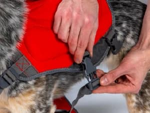 Dawson Swim Dog Life Jacket — Life Vest — Confidence in Every Splash