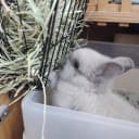 Black Metal Rabbit — Foldable Hay Feeder