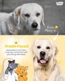 Professional Eye Comb for Pets
